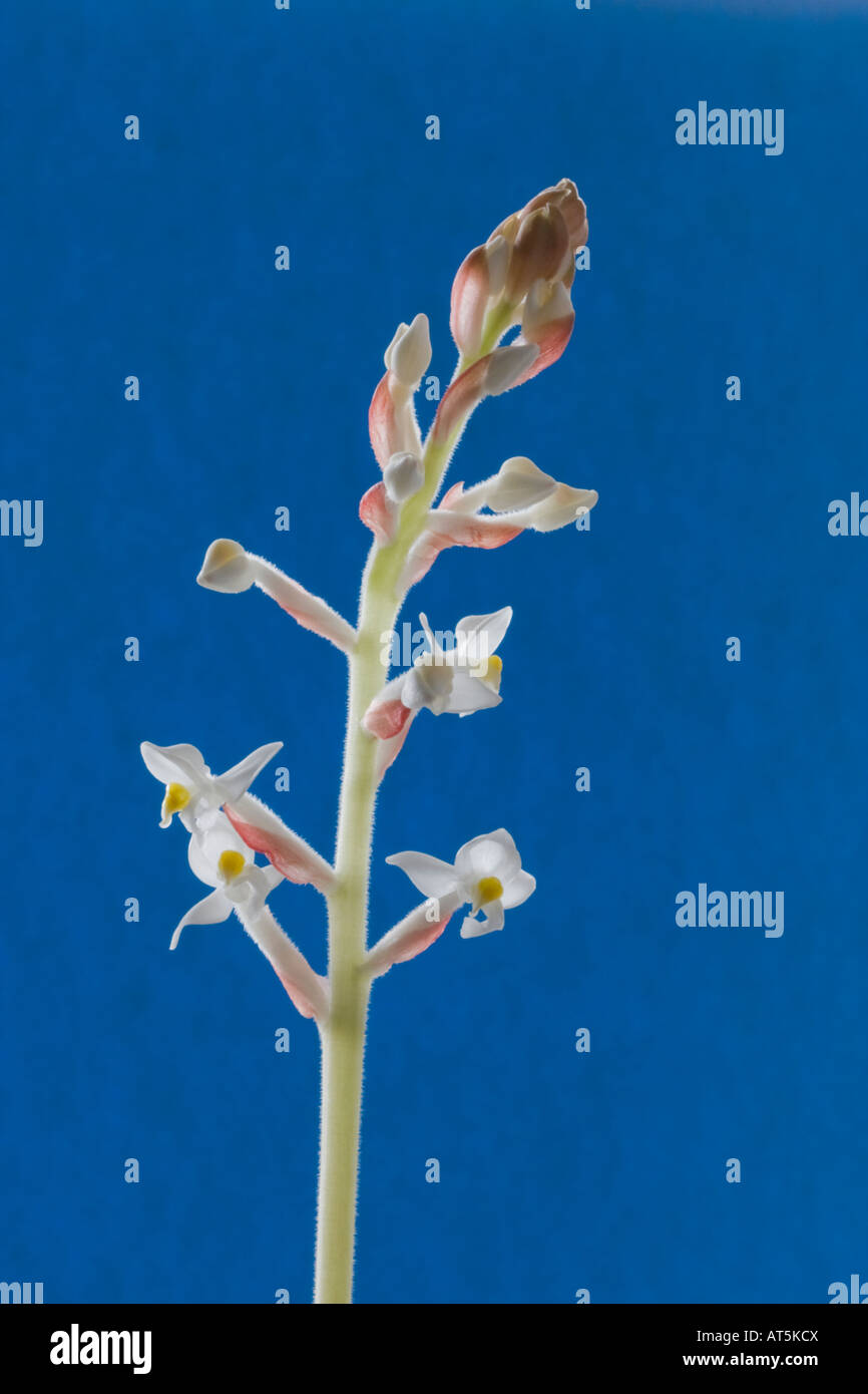 Ludisia discolor flowers fotografías e imágenes de alta resolución - Alamy