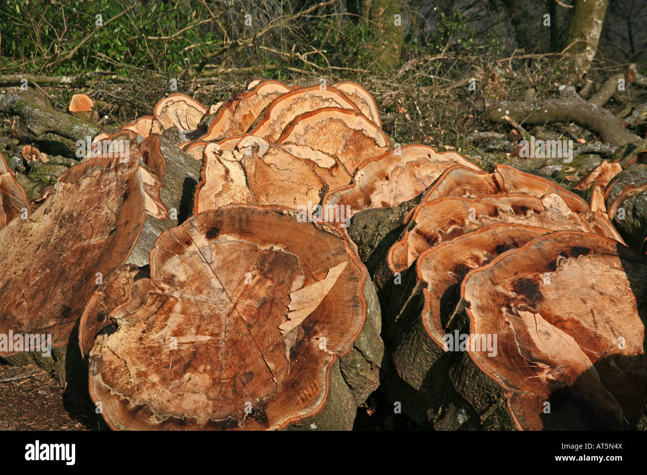 Restos de tala de árboles de haya cortada en secciones de registro, Exmoor National Park, Somerset, Reino Unido Foto de stock