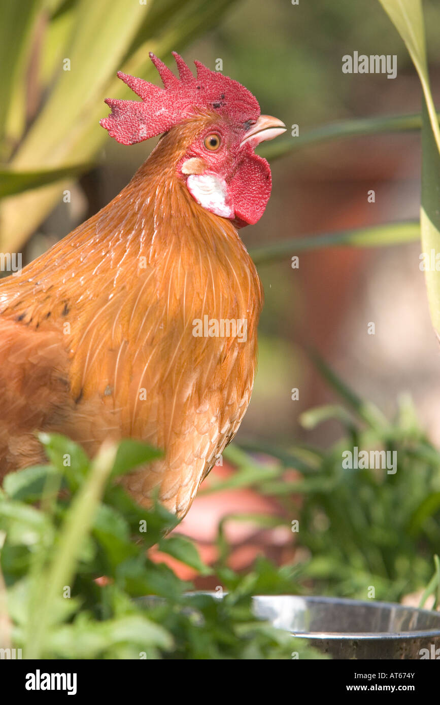 Gallo bebiendo agua fresca de la cazoleta Fotografía de stock Alamy