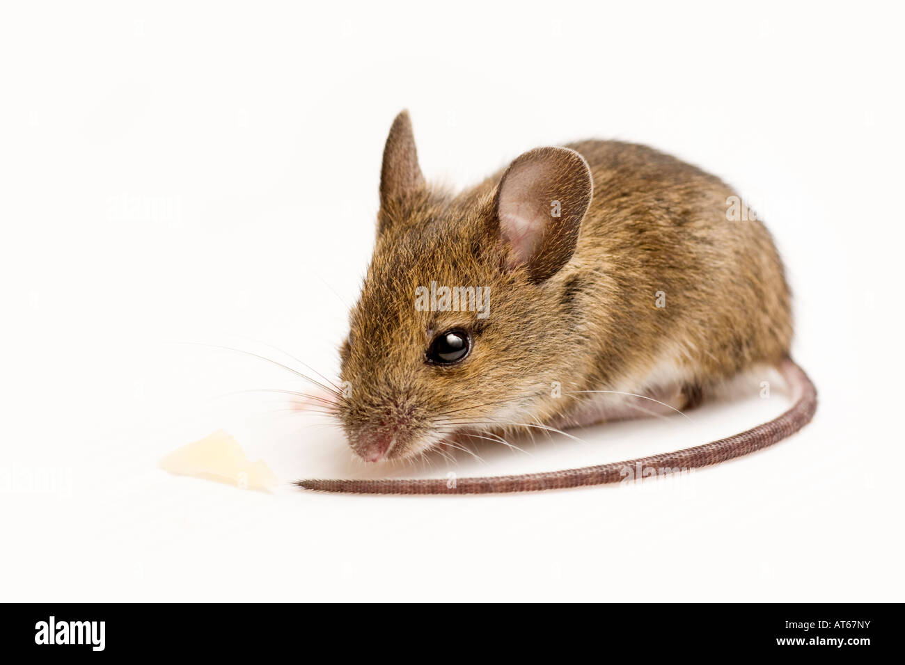 Apodemus sylvaticus, ratón de madera, largas colas de ratón de campo Foto de stock