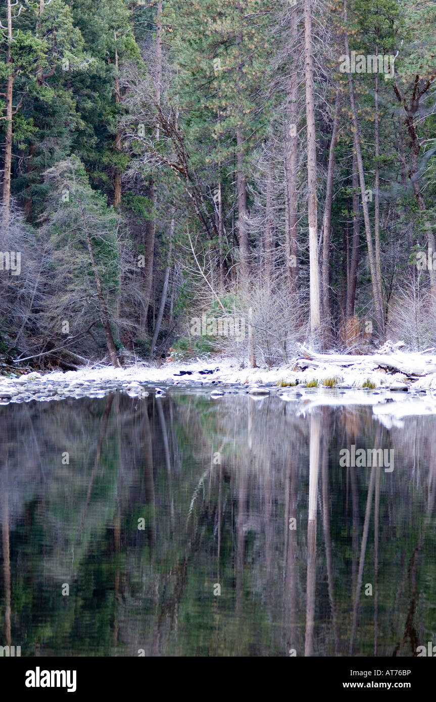 Bosques y árboles de bosque que ha reflejado todavía en un río Foto de stock