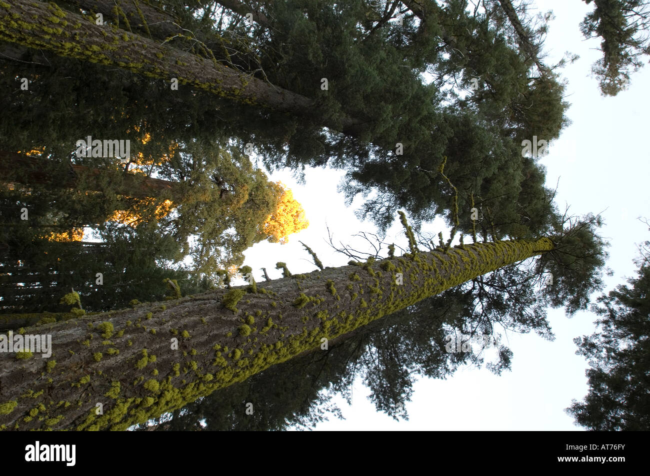 Los altos árboles de musgo. Foto de stock