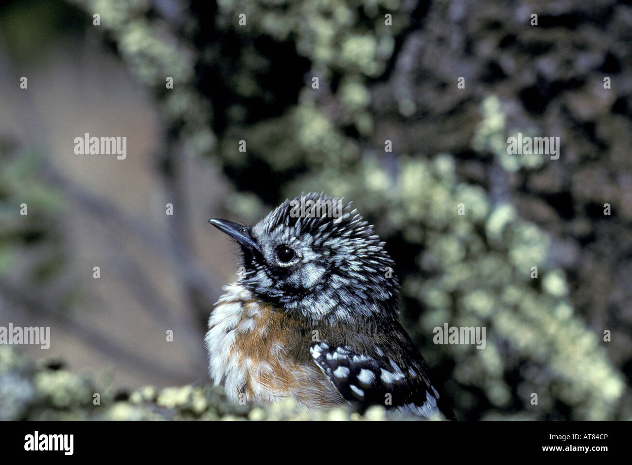 Aves del bosque nativo, (chasiempis elepaio sandwichensis). Encontrado ...