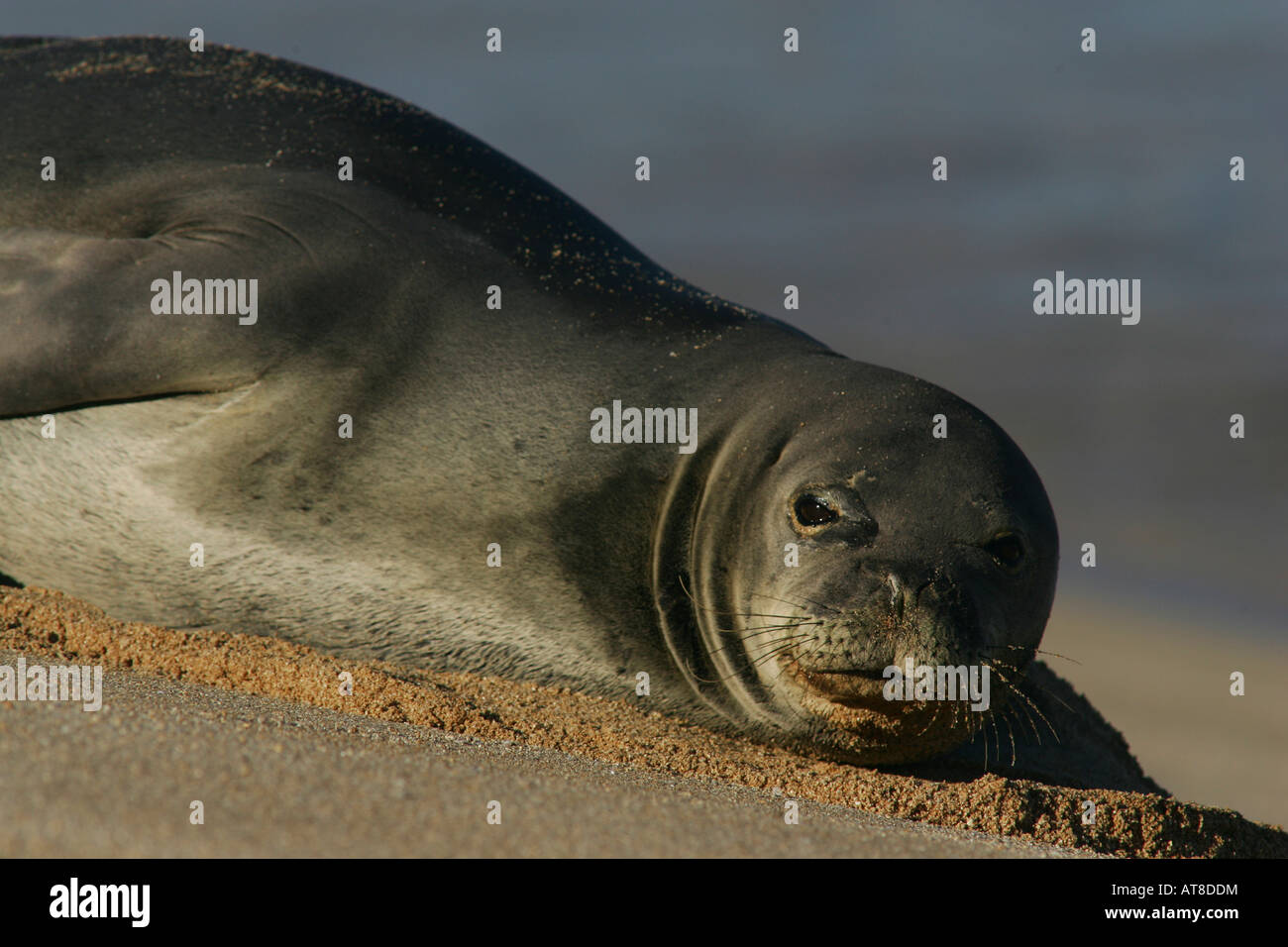 La foca monje hawaiana amenazadas apareció una mañana temprano a descansar después en busca de comida de la noche anterior. Foto de stock