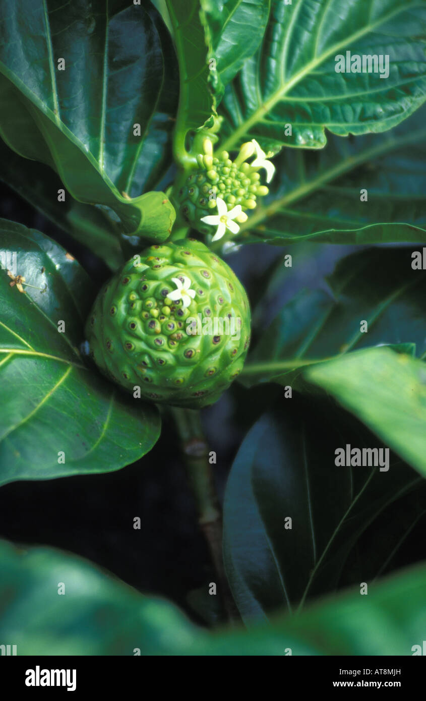 Planta medicinal hawaiana fotografías e imágenes de alta resolución Alamy