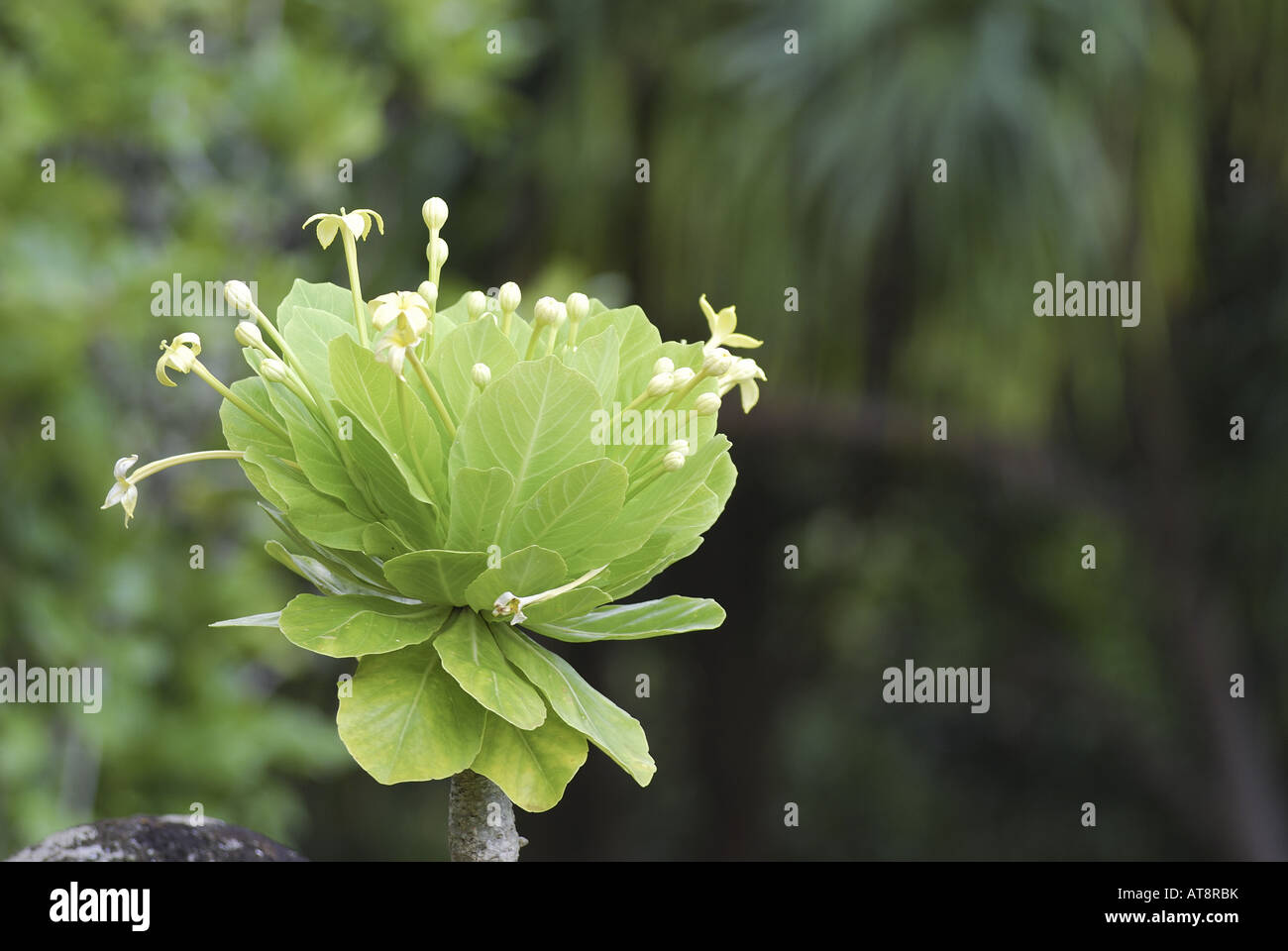 Flores tropicales raras fotografías e imágenes de alta resolución - Página  17 - Alamy