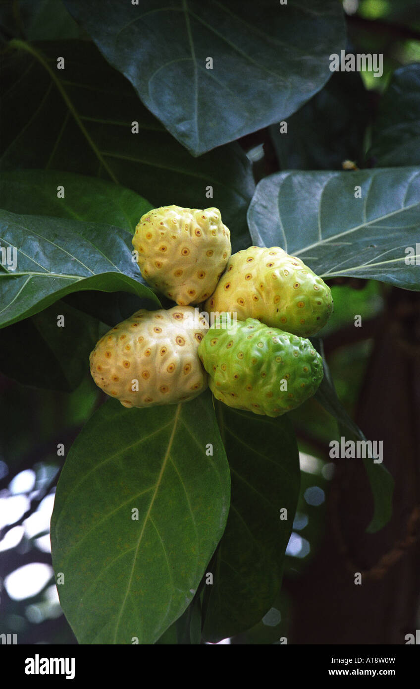 Una planta medicinal hawaiana nativa fotografías e imágenes de alta