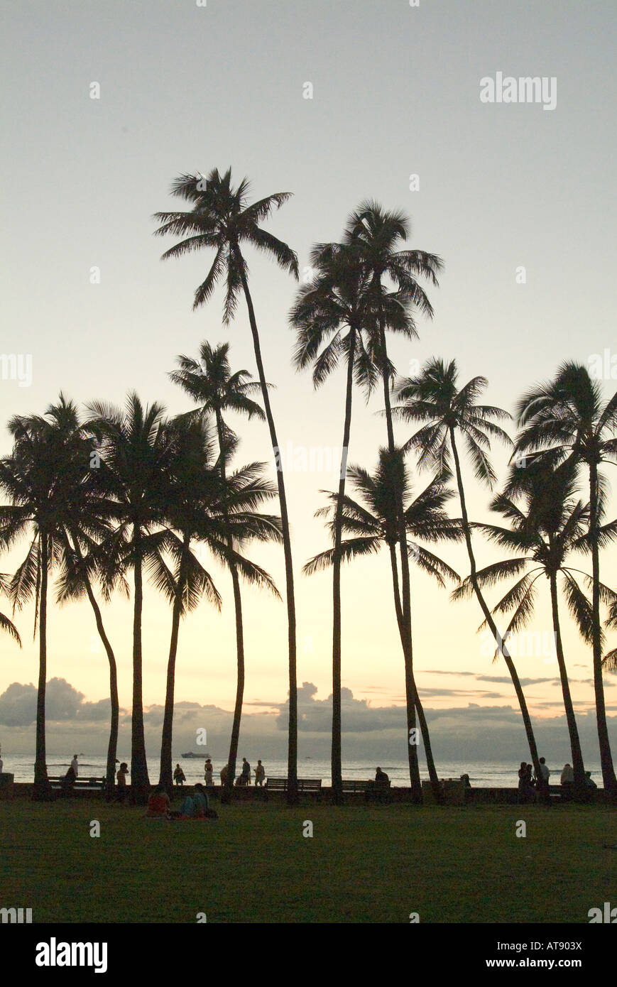 Altas palmeras al atardecer, San Souci beach, también conocido como Kaimana beach, cerca del parque Kapiolani, el Waikiki Foto de stock
