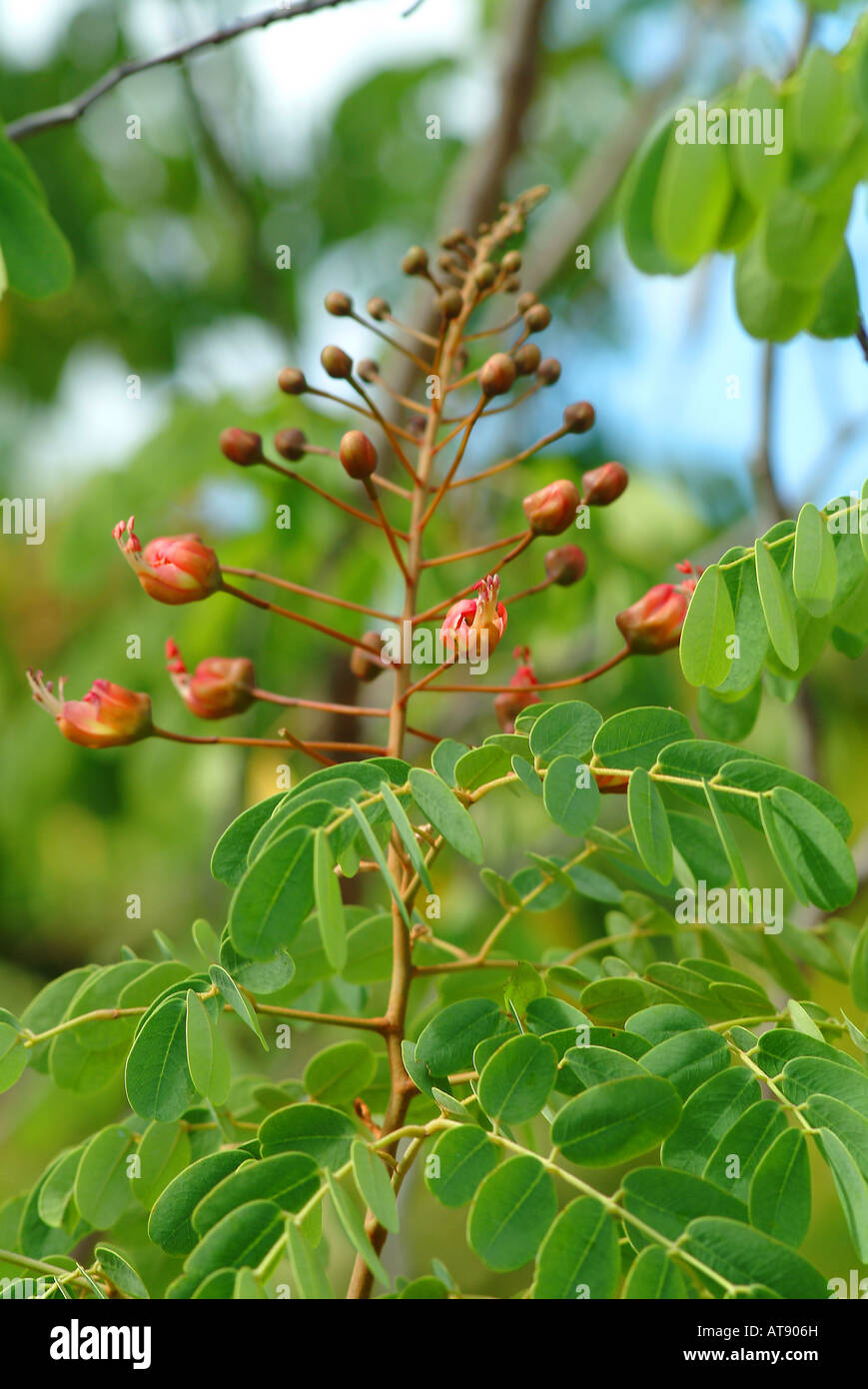 Plantas endémicas y amenazadas, uhiuhi (Fabaceae :†Caesalpinia kavaiensis ) en el jardín urbano en Pearl City, Oahu Foto de stock