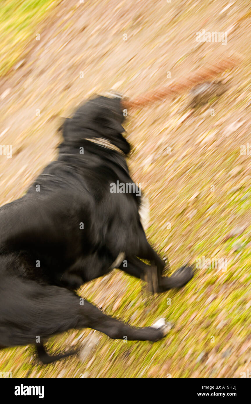 Perro Negro jugar Fetch Foto de stock