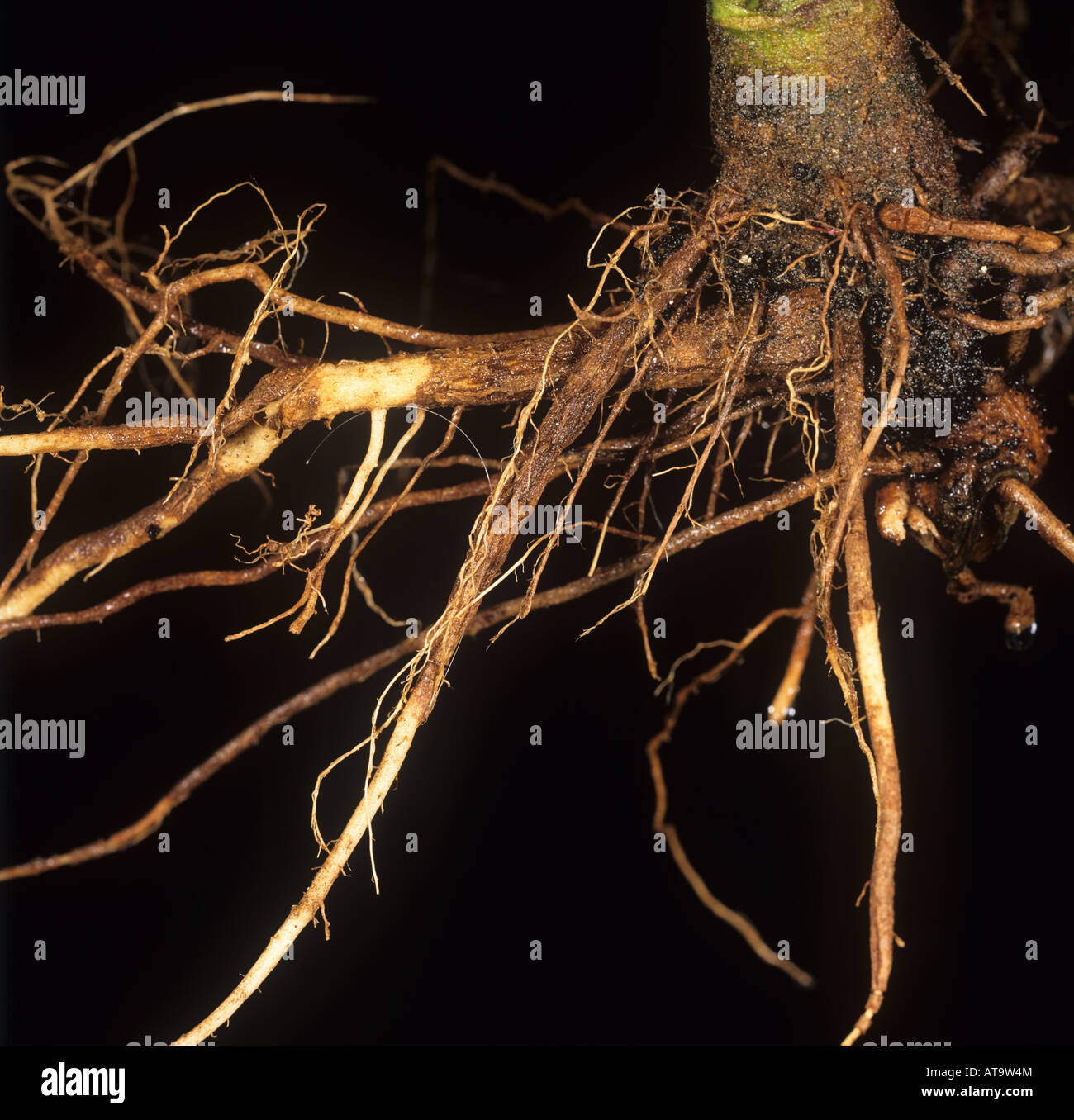 Corky root rot Pyrenochaeta lycopersici daños a raíz de tomate infectadas Foto de stock
