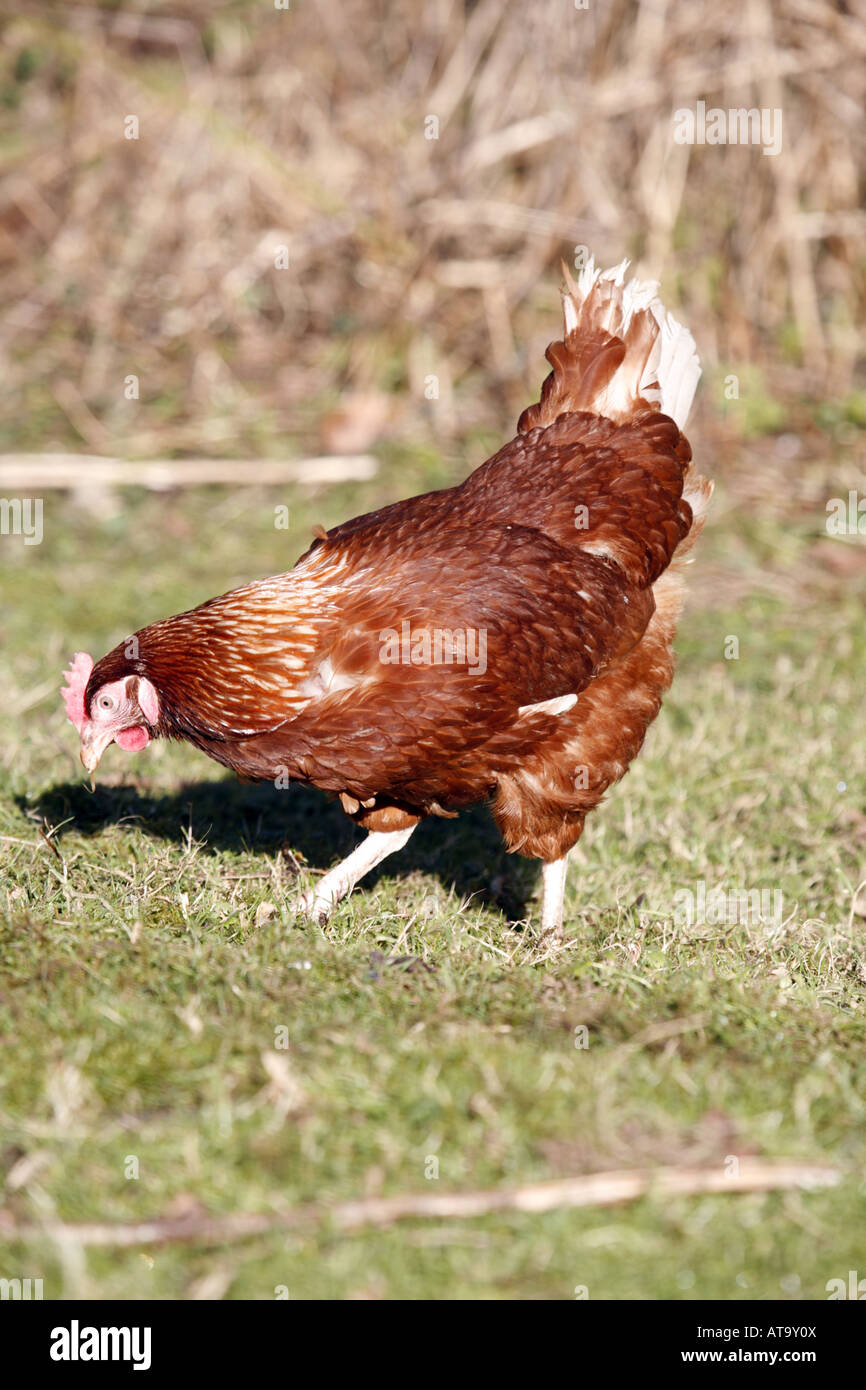 Free Range Chicken arranques en el césped Foto de stock
