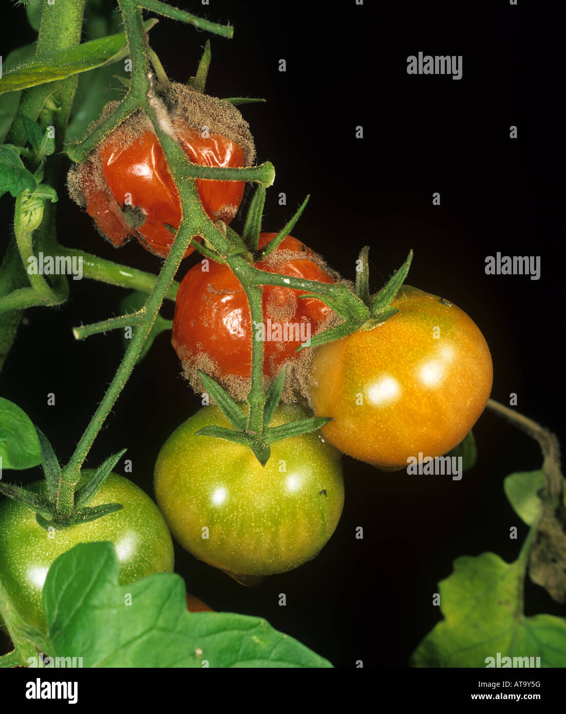 El moho gris Botrytis cinerea micelio en frutos de plantas de tomate cultivadas en el invernadero Foto de stock