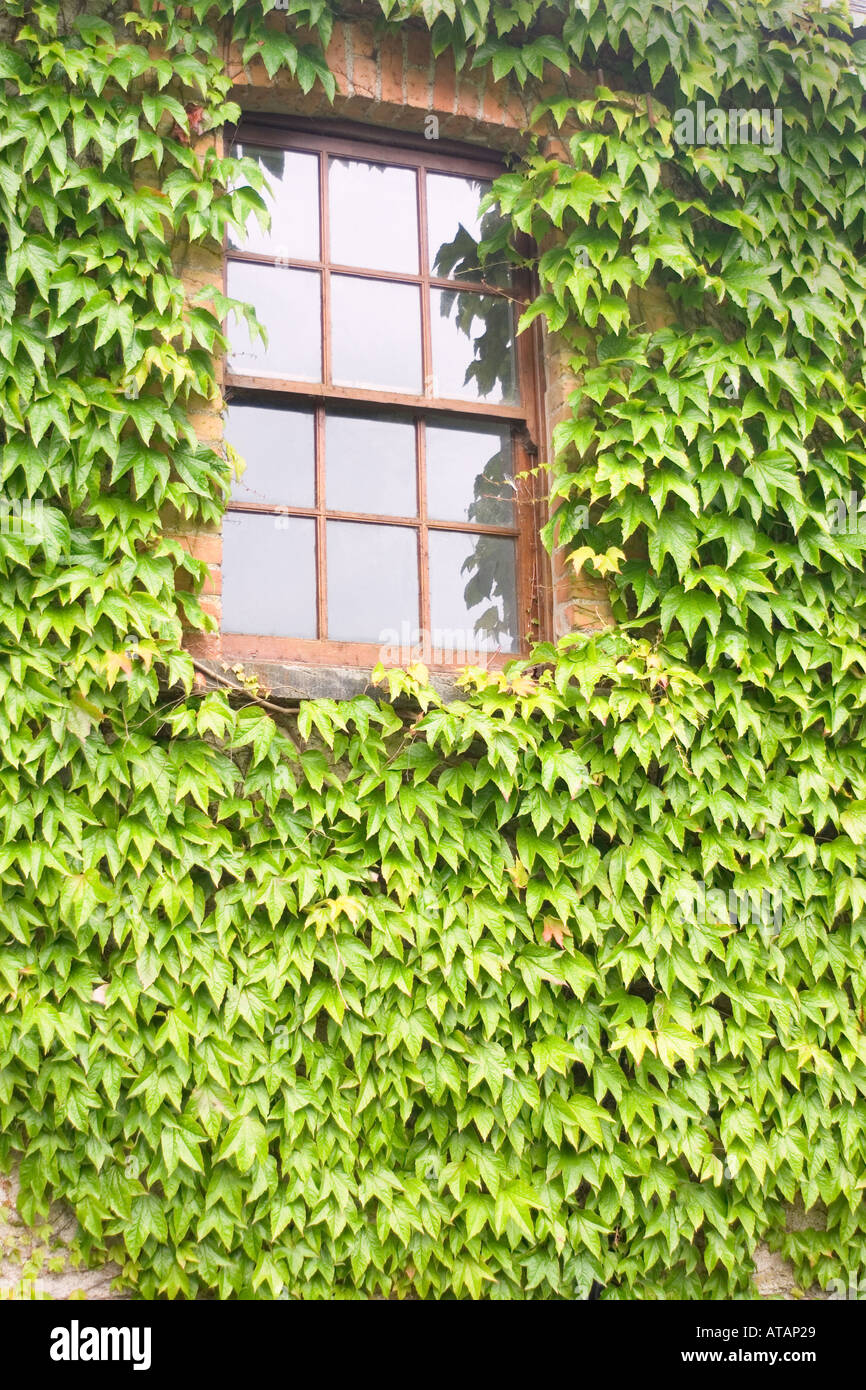 Viñas alrededor de una ventana, Irlanda Foto de stock