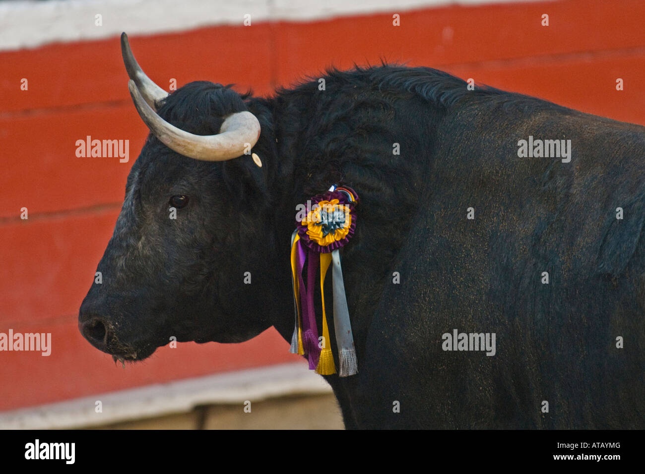 Un toro se detiene durante una corrida de toros en Mexicali, Baja California, México Foto de stock