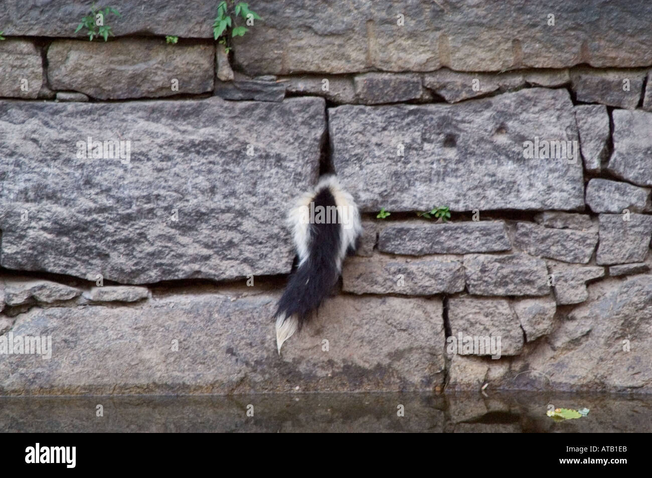 Esta skunk fue atrapado en un muro de piedra encima de un canal en Lowell Massachusetts Foto de stock