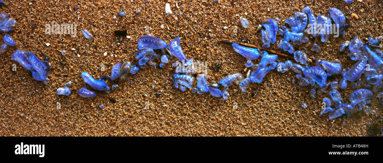 El mar deja un patrón de Physalia utriculus botellas (azul) en la línea de marea alta, Bouddi National Park, NSW, Australia Foto de stock