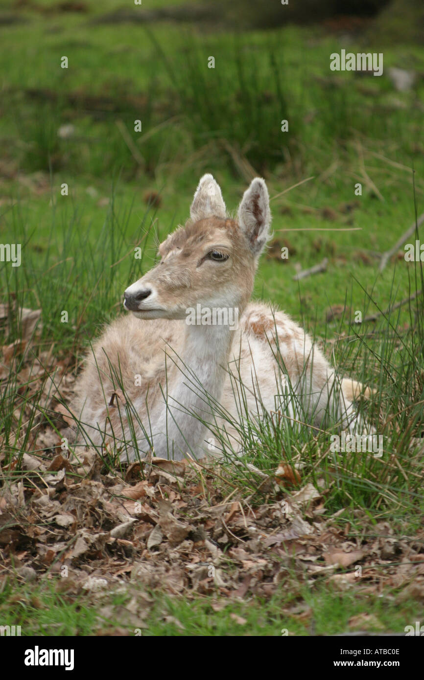 Ciervos en Knole Deer Park Sevenoaks Kent UK Foto de stock