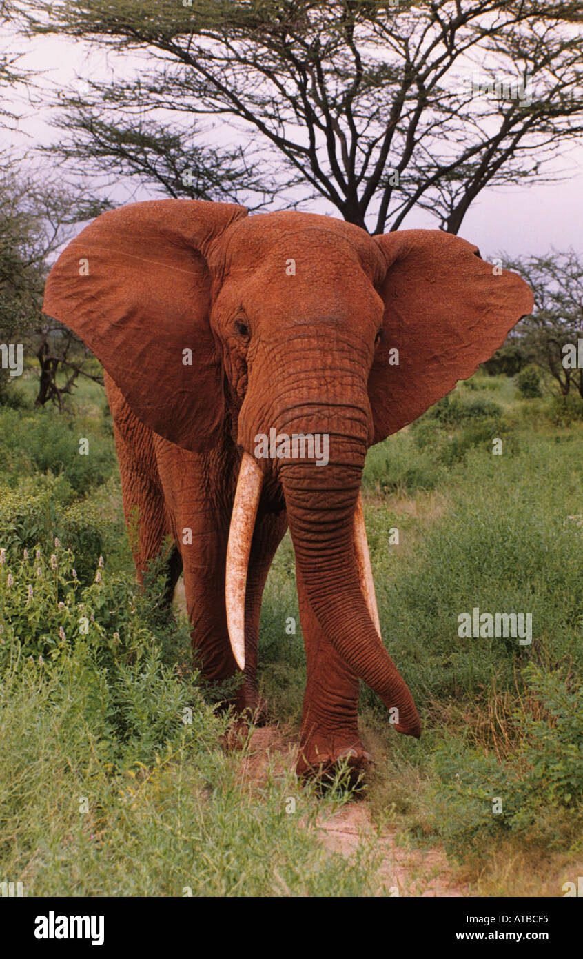 Elefante Africano Loxodanta africana en la Reserva de caza de Samburu de África Oriental se ha vuelto rojo por el fango durante El Niño Foto de stock