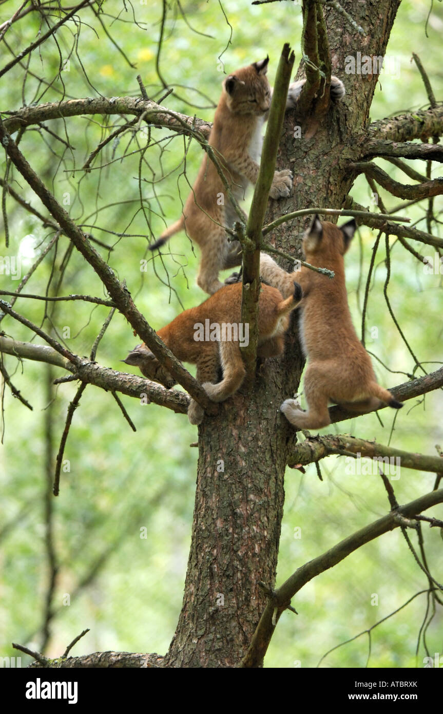El lince eurásico (Lynx lynx), los jóvenes jugando en un árbol, Alemania Foto de stock