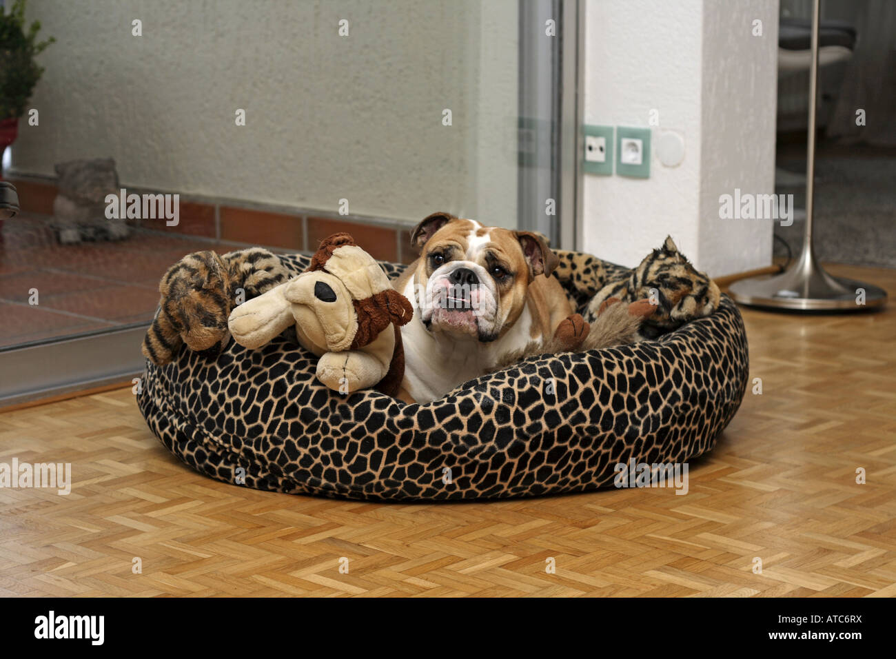 Cama para bulldog ingles new arrivals