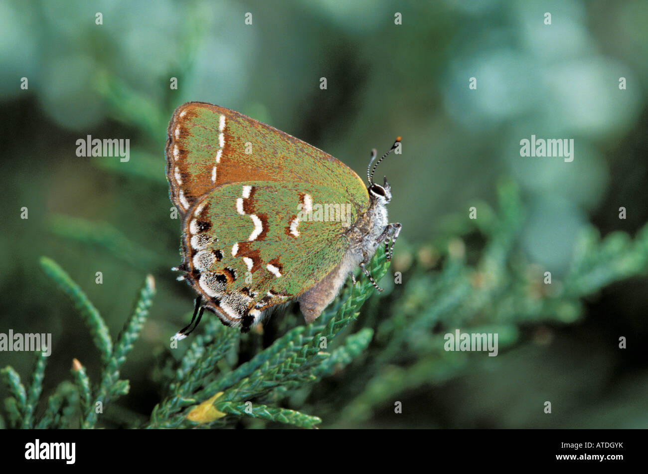 Juniper Hairstreak oliva Callophrys gryneus Revista Monte el Parque Estatal de Arkansas Estados Unidos el 30 de junio de adulto Theclinae Foto de stock