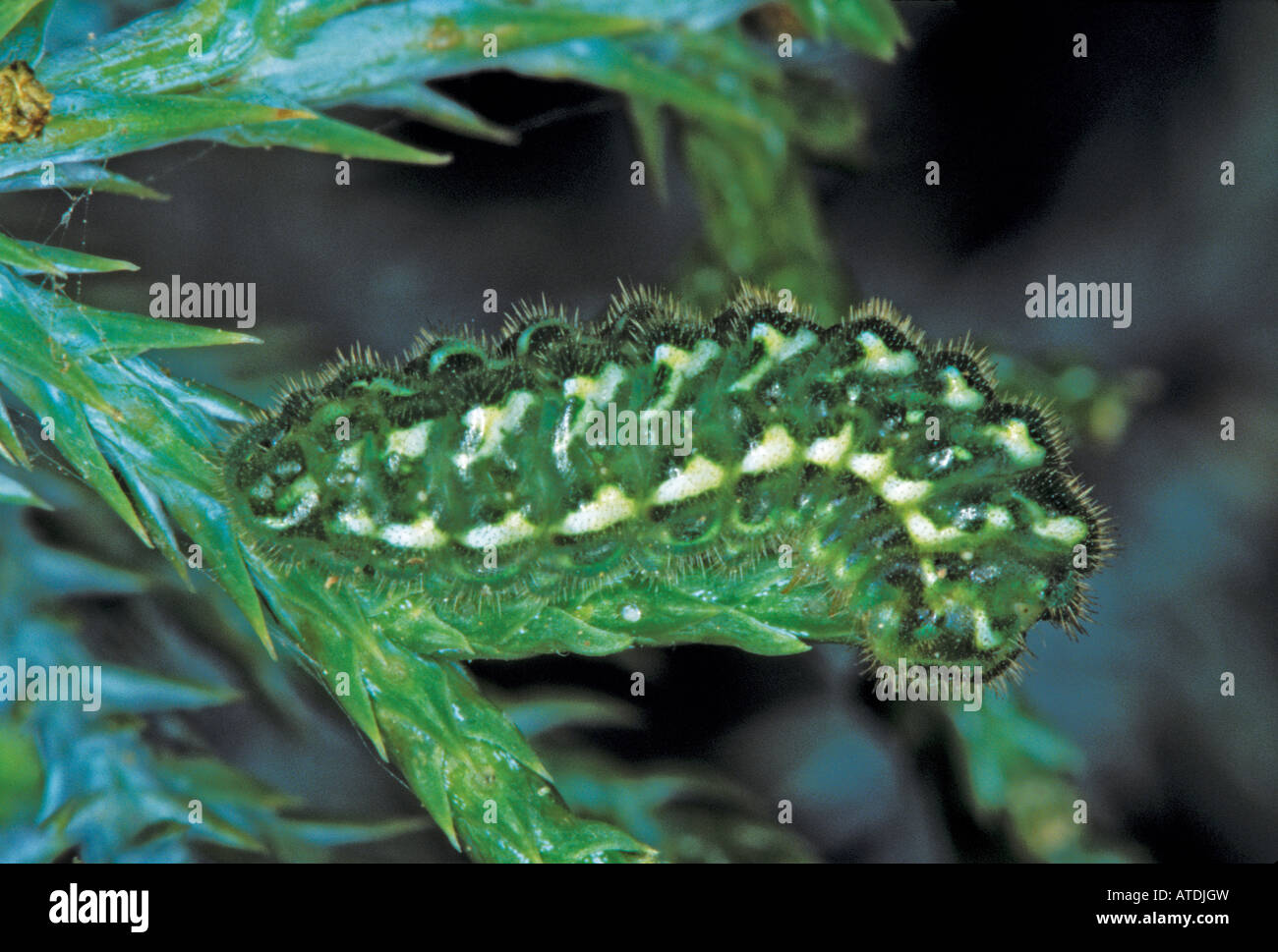 Juniper Hairstreak Callophrys gryneus caterpillar Foto de stock