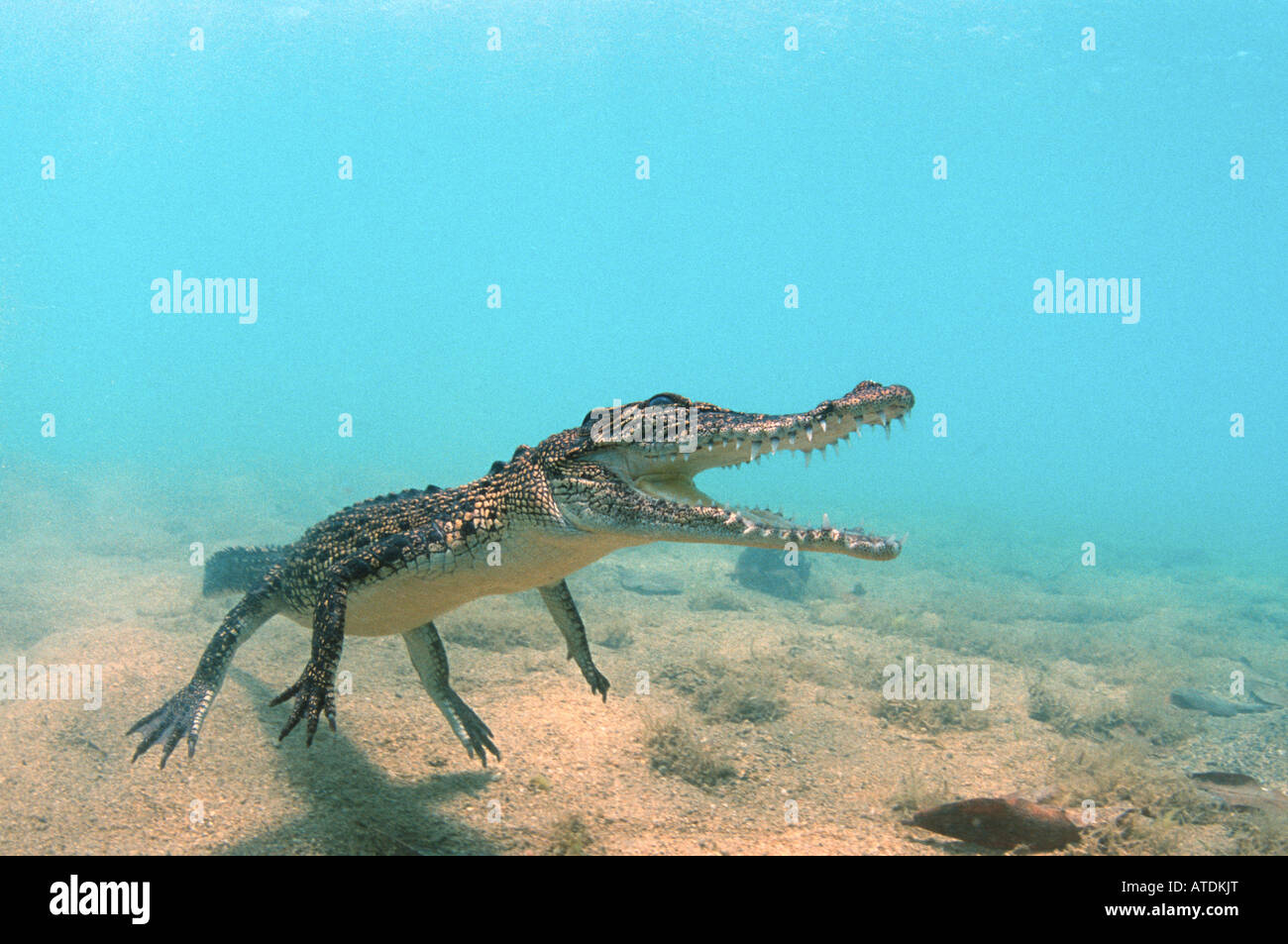 Cocodrilo Crocodylus porosus Bismarc Mar Papua Nueva Guinea Foto de stock