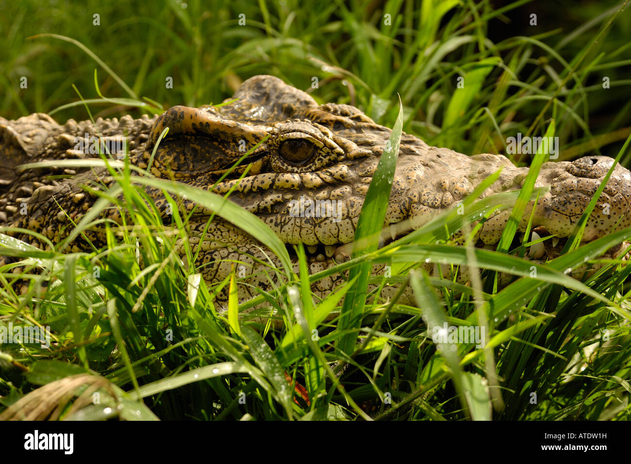 Cocodrilo cubano Crocodylus rhombifer amenazadas Florida cautivo Foto de stock