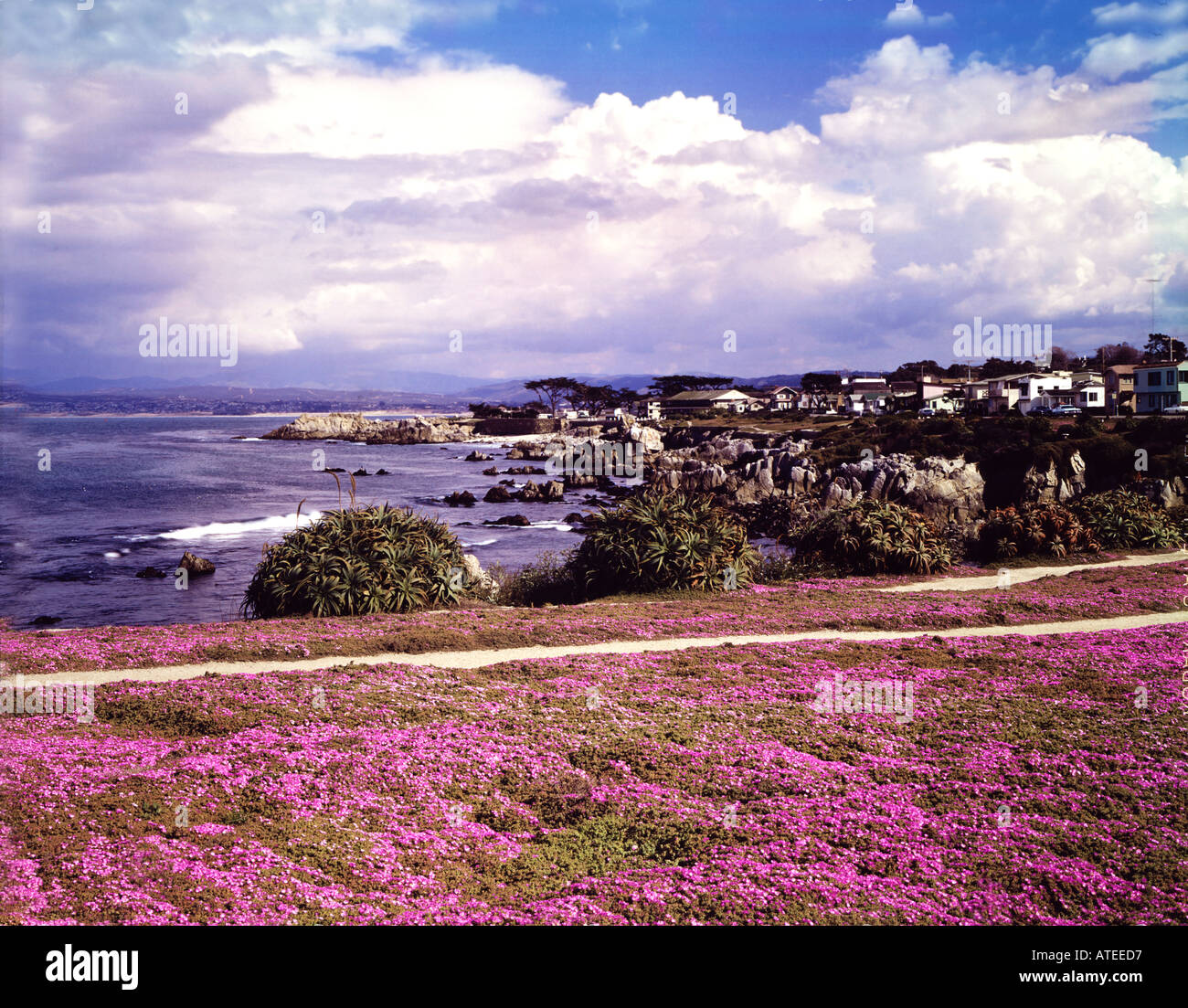 Pacific Grove en la costa de la península de Monterey de California mostrando rosa iceplant cubriendo el primer plano Foto de stock