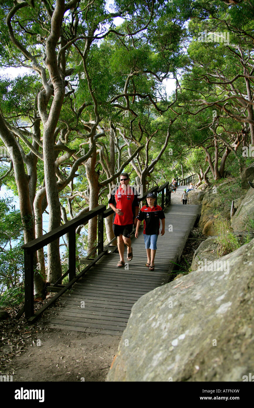 Paseando bajo los árboles de goma Angophora en Bradley s punto en Sydney Foto de stock