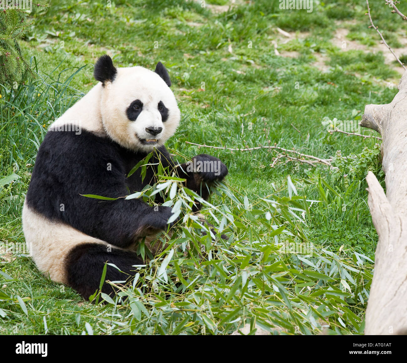 Bebé Panda gigante buscando un joven Panda Comiendo Bambú mira hacia arriba mientras está sentado en el pasto comiendo bambú Foto de stock
