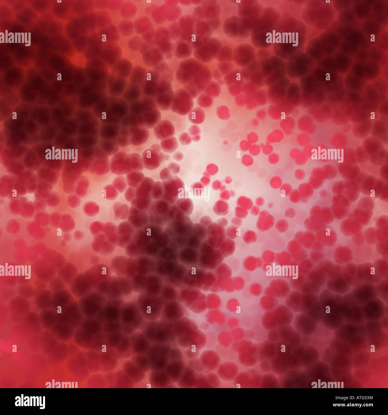Muchos glóbulos rojos en una arteria Foto de stock
