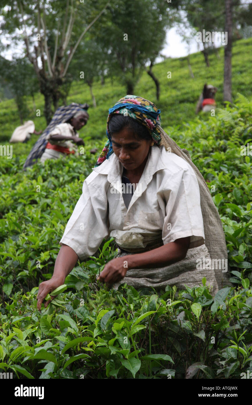 La recogida de té de Sri Lanka Foto de stock