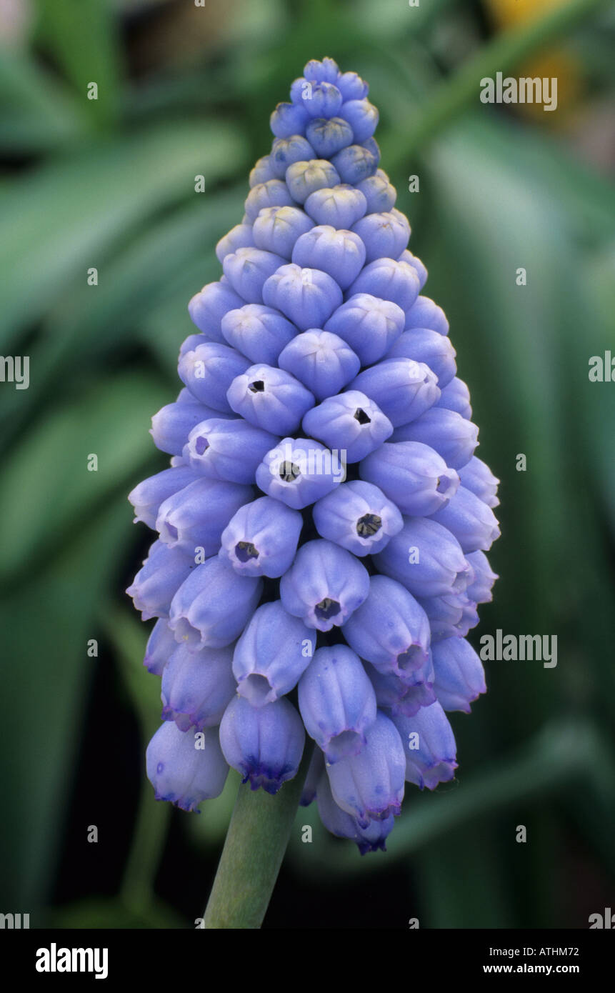 Muscari valerie finnis fotografías e imágenes de alta resolución - Alamy