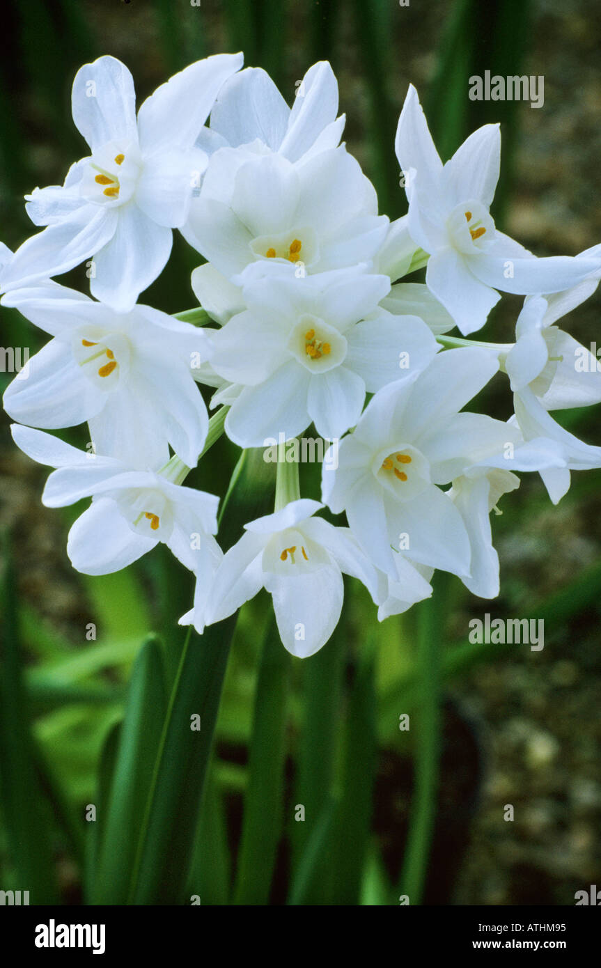 Narciso 'Papel Blanco', Narciso papyraceous, División 8, planta de jardín de  flores blancas de primavera bulbo, Narciso narcisos, flores Fotografía de  stock - Alamy