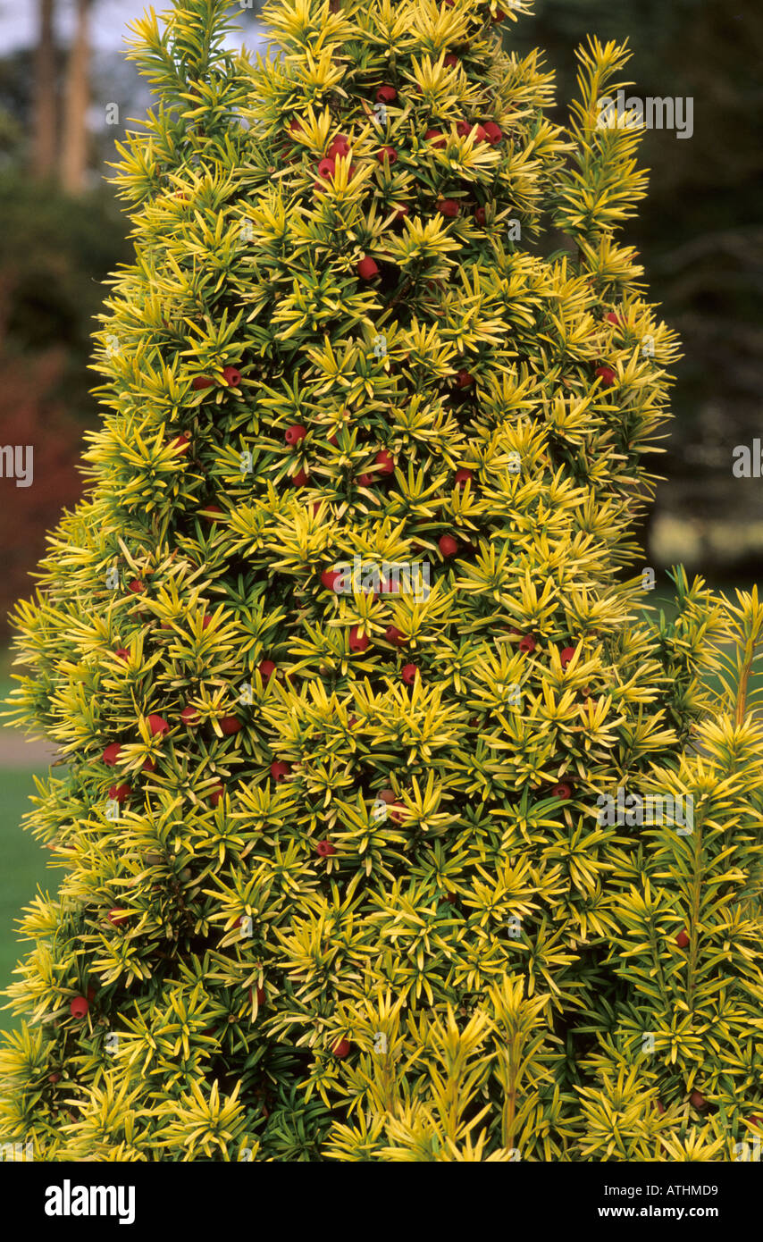 Taxus baccata standishii fotografías e imágenes de alta resolución Alamy