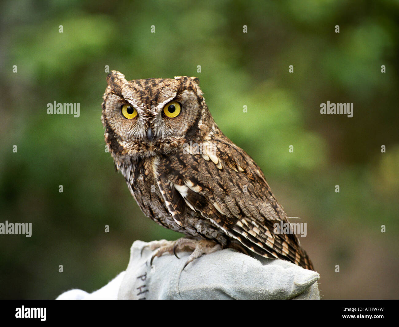 Un mochuelo buho perchas en la mano enguantada de un controlador en el  Centro de Aves Rapaces de Cascades Eugene, Oregón Fotografía de stock -  Alamy