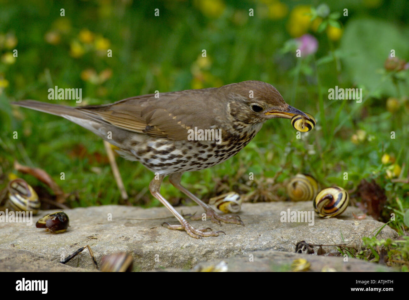 Zorzal Común Turdus philomelos en yunque fotografiado en UK Foto de stock
