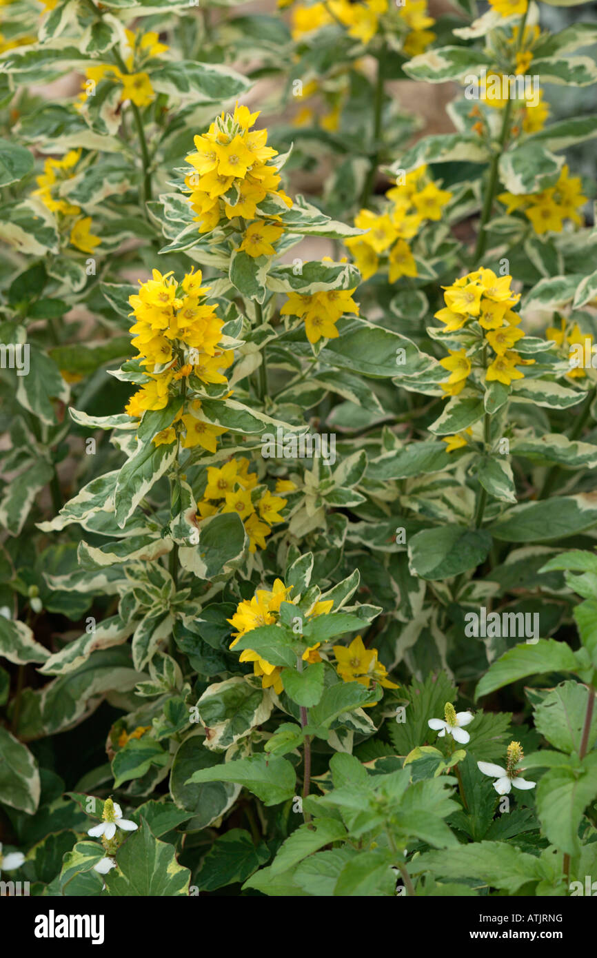 Lythraceae amarillo Foto de stock