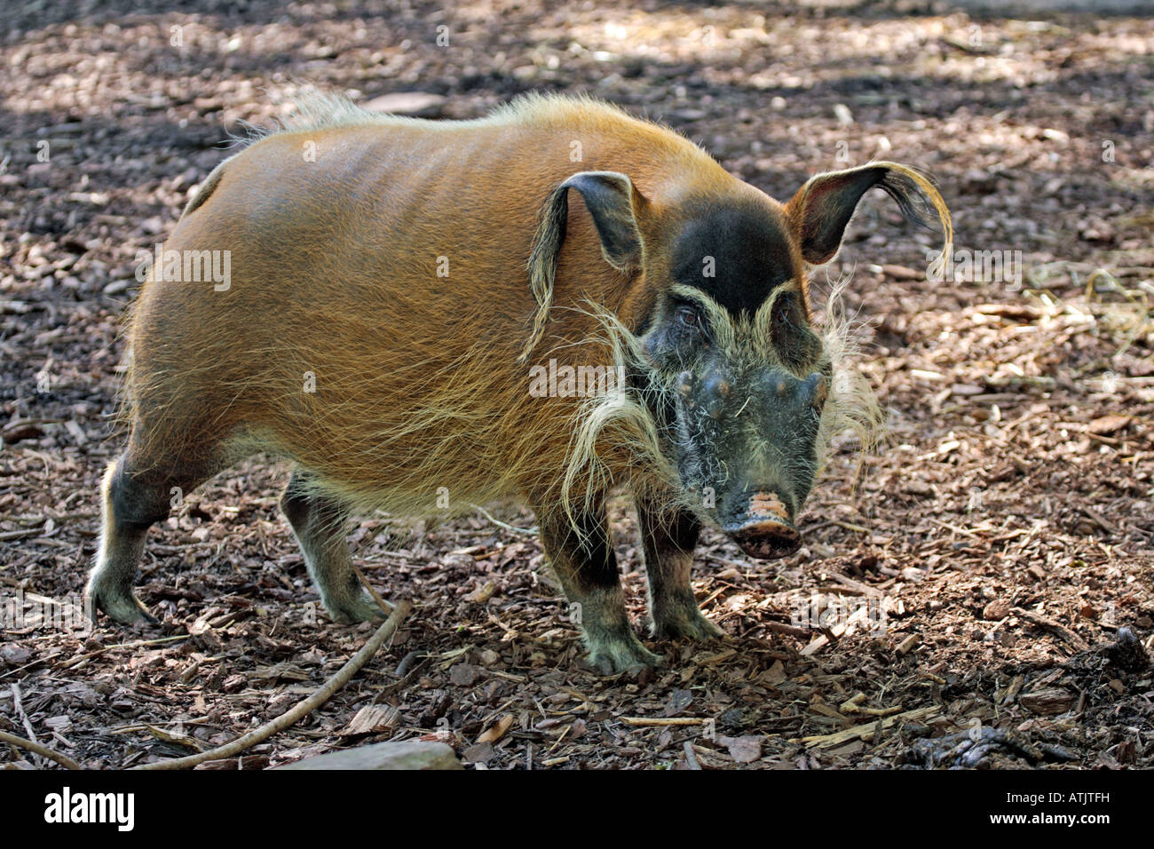 Del río Rojo Hog / Bush Africano Cerdo Foto de stock