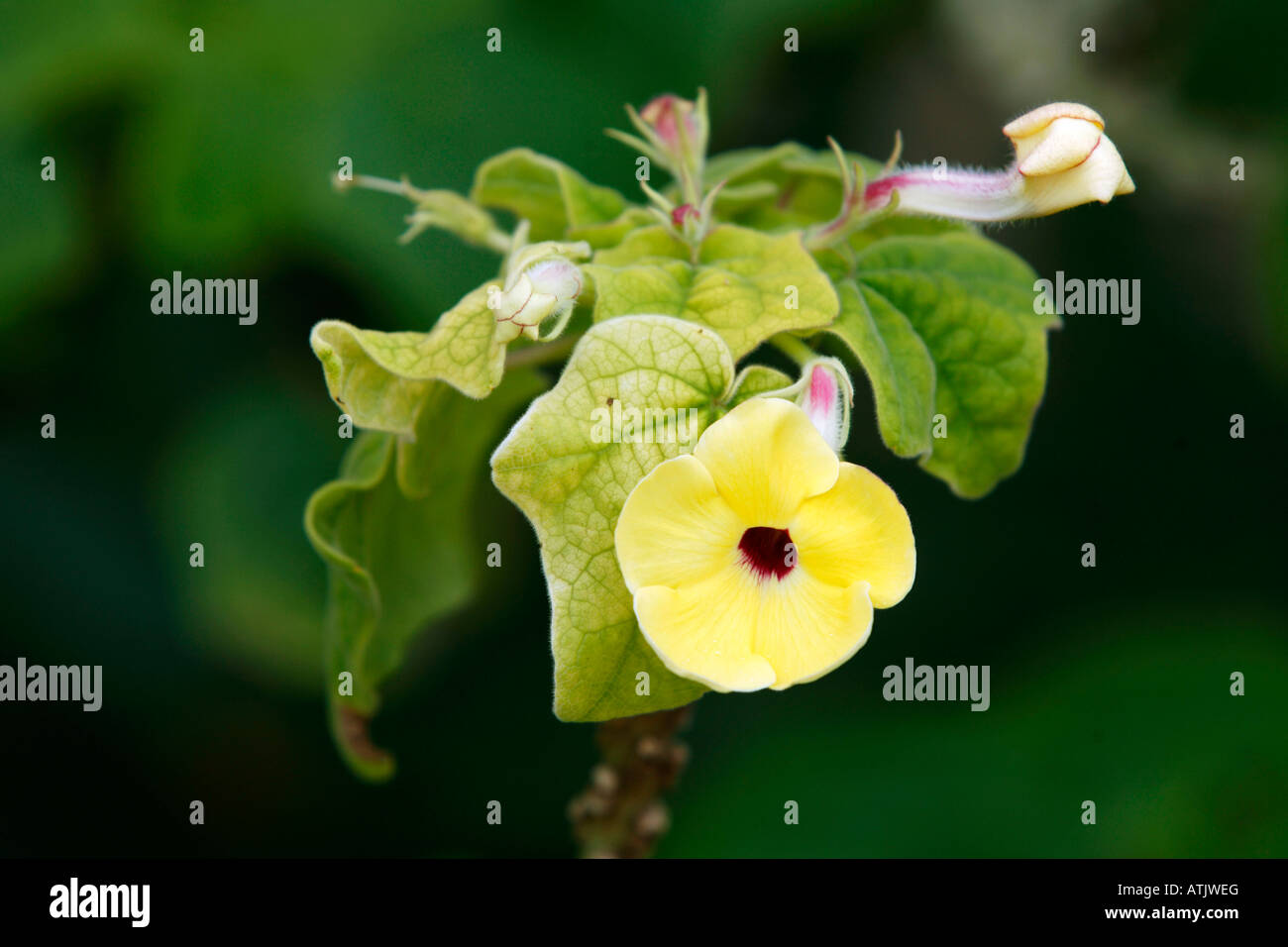 Árbol de la ratonera Foto de stock