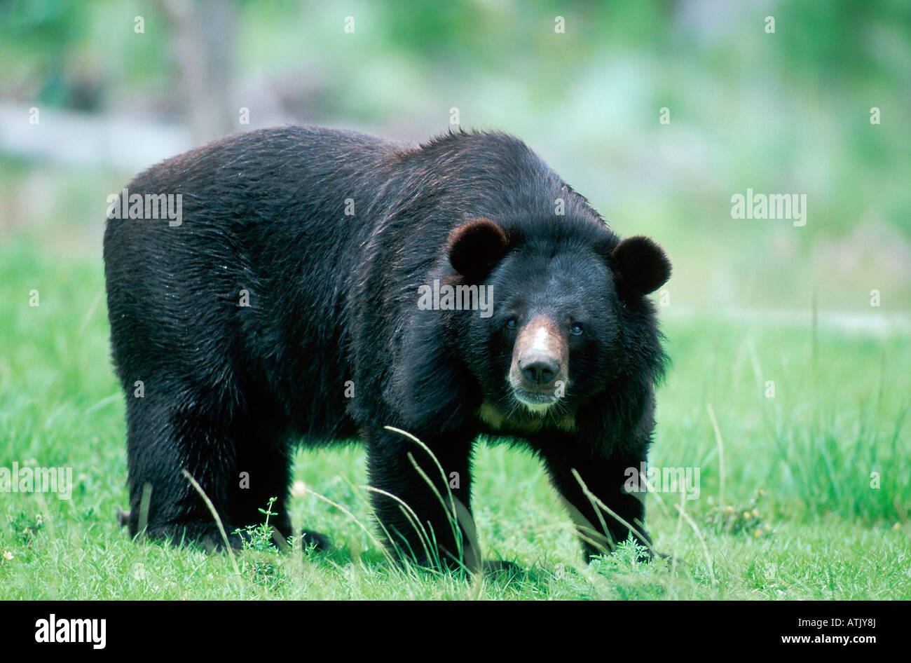 Oso Negro Asiático / oso del Himalaya / oso tibetano Foto de stock