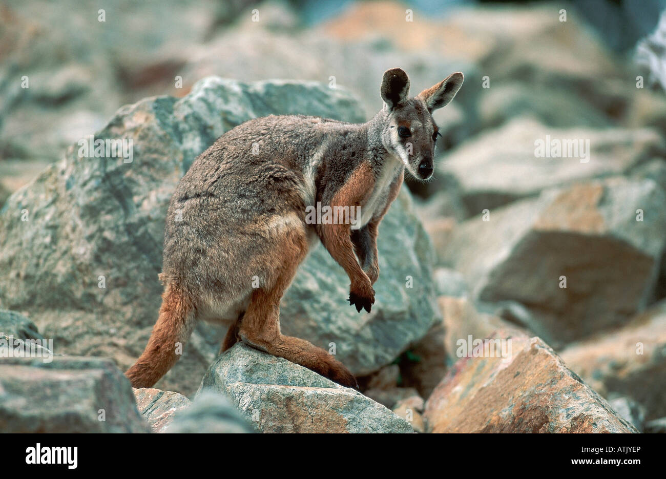 Wallaby de roca de patas amarillas Foto de stock