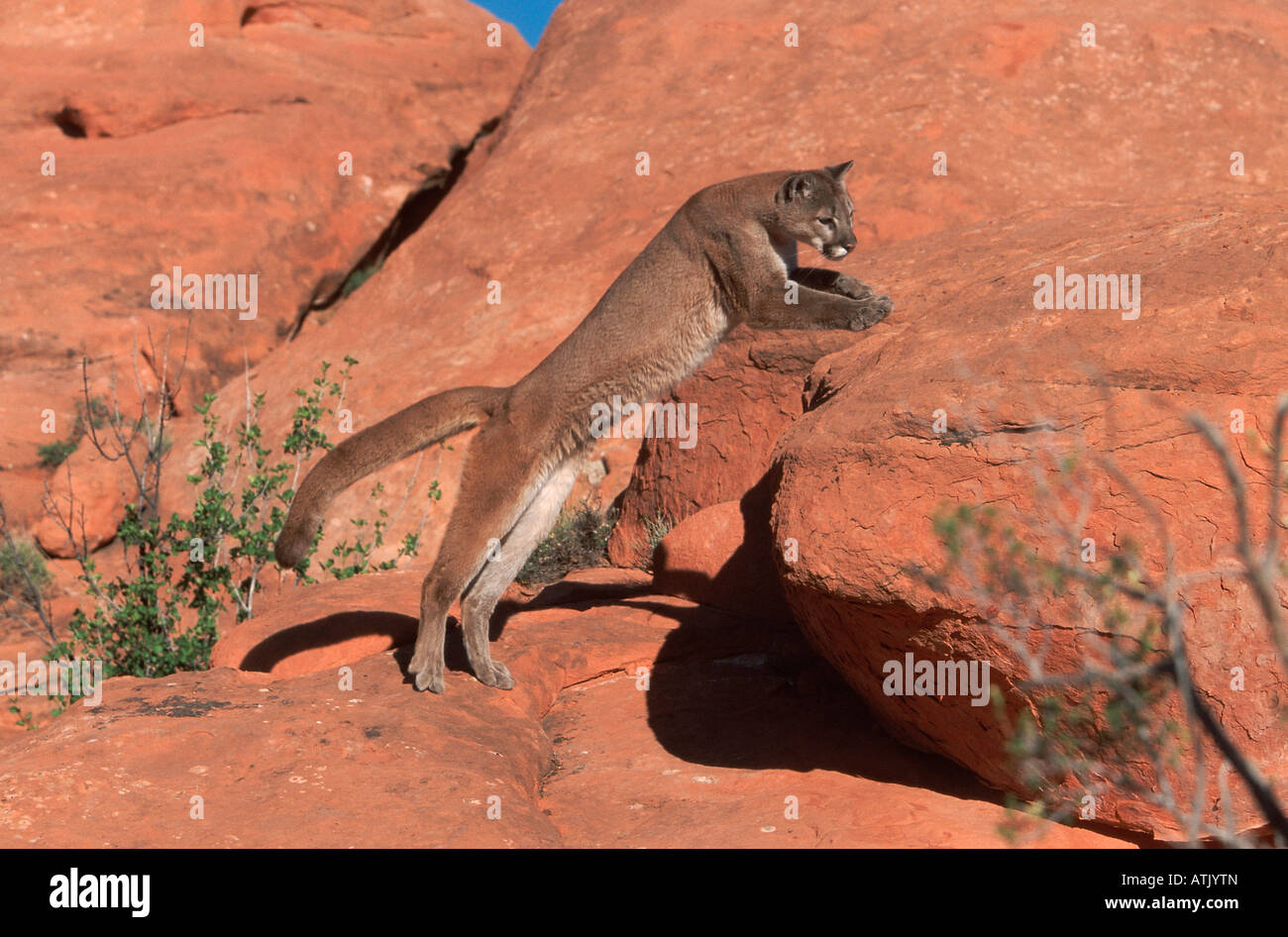 Cougar / Mountain Lion Foto de stock