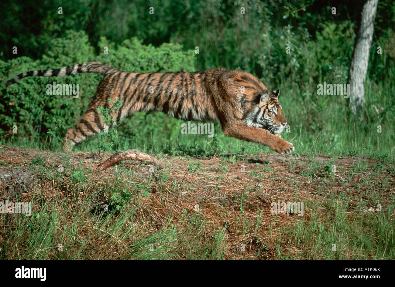 Tigre siberiano Foto de stock