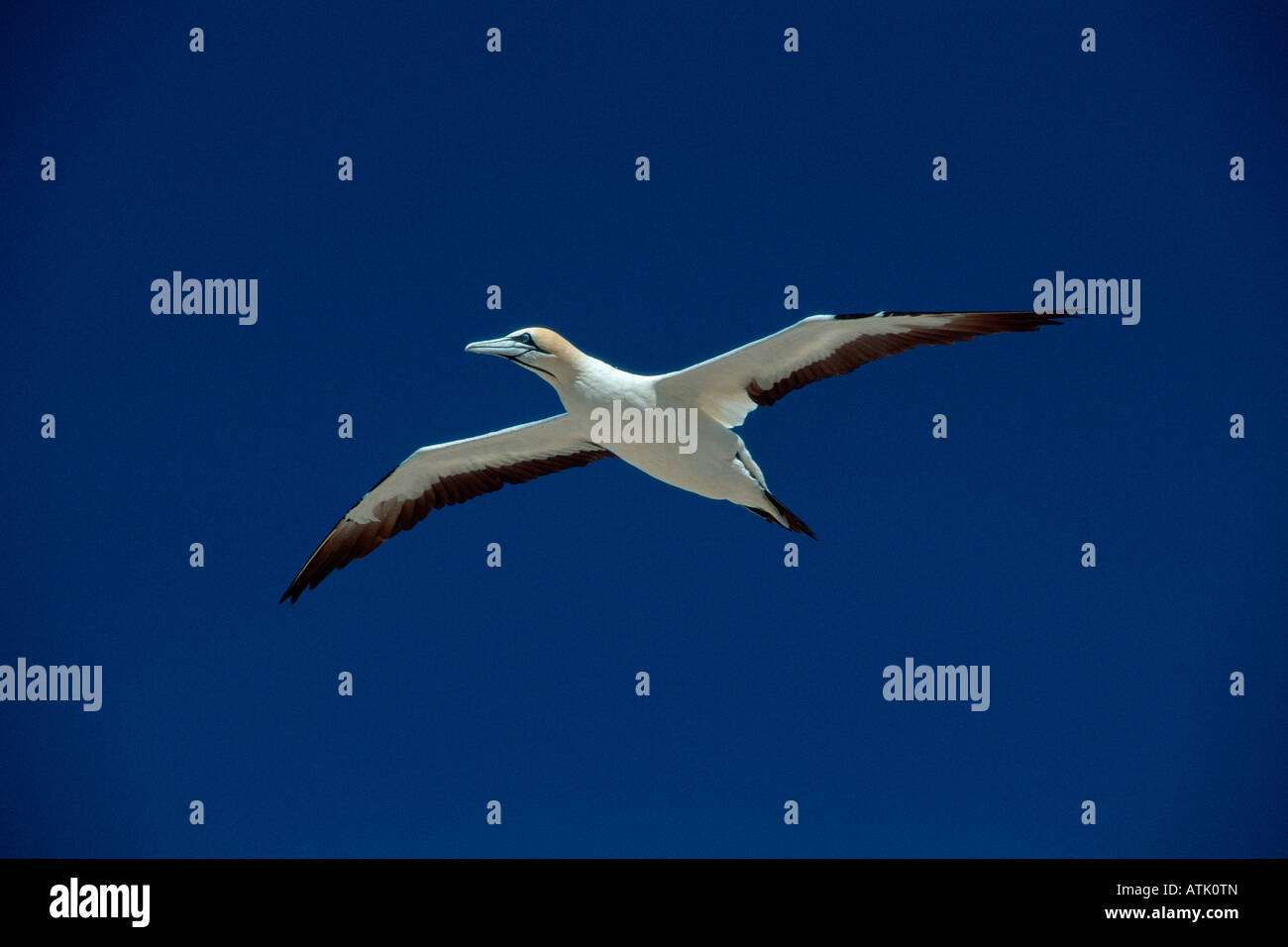 Cape Gannet Foto de stock