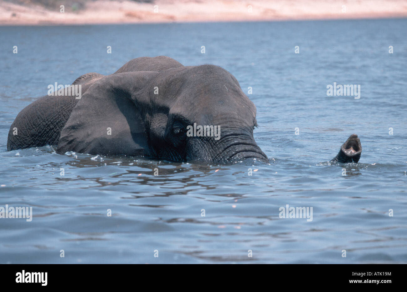 Elefante africano Foto de stock