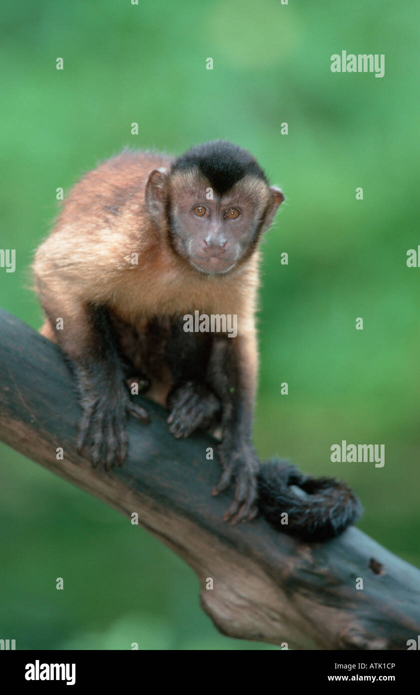 Llorona / Capuchinos Capuchinos coronadas de cuña Foto de stock