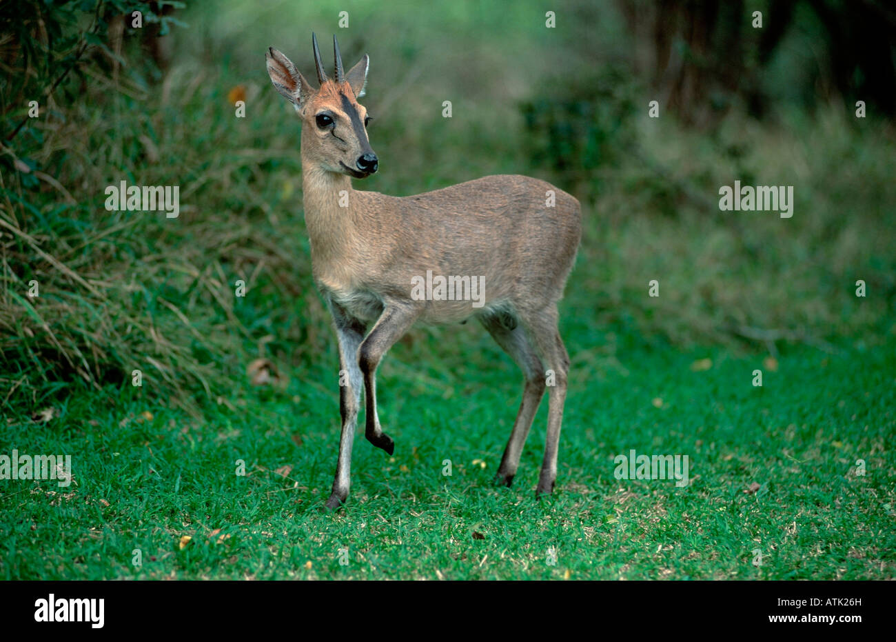 Duiker común / Gris Duiker Foto de stock